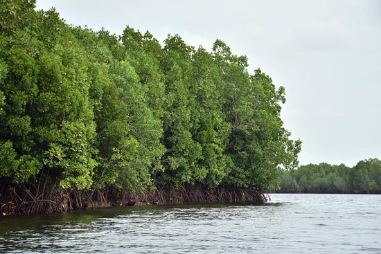 zanzibar mangrove tour
